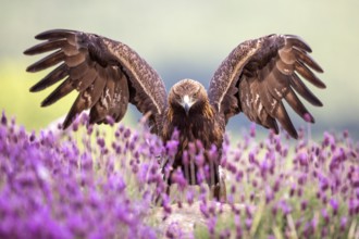 Golden Eagle (Aquila chrysaetos) amongst flowers with spread, Madrid, Spain