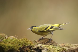 Eurasian Siskin (Spinus spinus) male, Lower Saxony, Germany