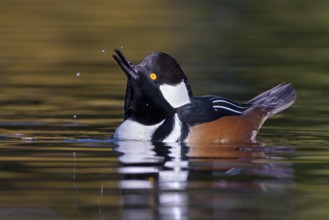 Hooded Merganser (Lophodytes cucullatus) male, British Columbia, Canada