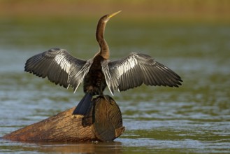 Anhinga, water bird in the river nature habitat. Water bird from Costa Rica. Heron in the water.