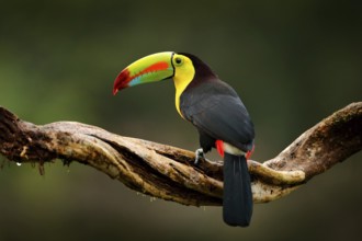 Keel-billed Toucan, Ramphastos sulfuratus, bird with big bill. Toucan sitting on branch in the