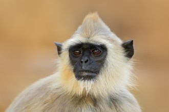Common Langur, Semnopithecus entellus, monkey sitting in grass, nature habitat, Sri Lanka. Feeding