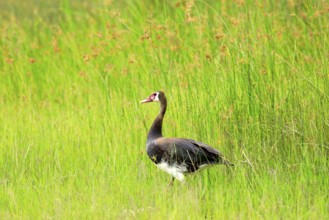 Spur-winged goose, Plectropterus gambensis, big black African bird with red bill sitting in green