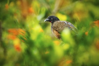 Rufous-vented Chachalaca, Ortalis ruficauda, exotic tropical bird in the forest nature habitat,