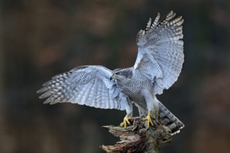 Goshawk flying, bird of prey with open wings with evening sun back light, nature forest habitat,
