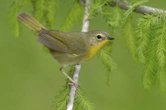 Common Yellowthroat (Geothlypis trichas), Texas, USA