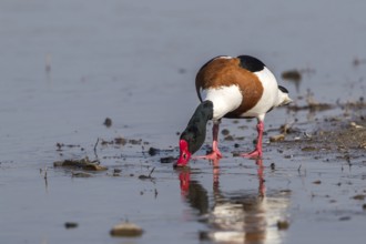 Common Shelduck (Tadorna tadorna) male foraging, Mecklenburg-Western Pomerania, Germany