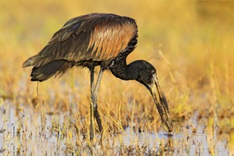 African openbill, Anastomus lamelligerus, portrait of stork from Botswana, Africa. Head with nice