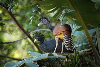Pair of Great curassow, Crax rubra, in the nature forest habitat, birds sitting on the palm leave