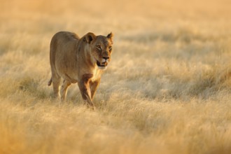 Big angry female lion in Etosha NP, Namibia. African lion walking in the grass, with beautiful