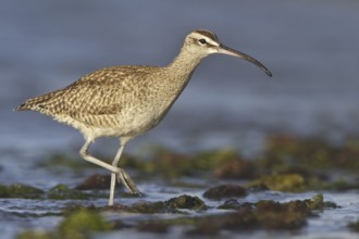 Whimbrel (Numenius phaeopus), Isla de Ballestas National Park, Peru