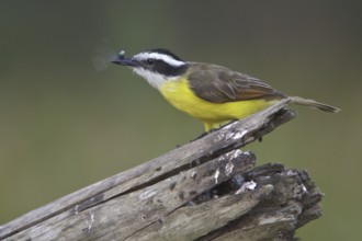 Lesser Kiskadee (Philohydor lictor), Manu National Park, Peru