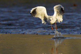 Black-headed Gull (Chroicocephalus ridibundus) flying, Madrid, Spain