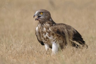 Short-toed Snake Eagle (Circaetus gallicus), India