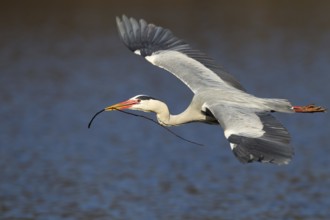 Grey Heron (Ardea cinerea) male flying, Hamburg, Germany