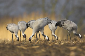 Common Crane (Grus grus), Mecklenburg-Western Pomerania, Germany
