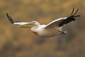 Great White Pelican (Pelecanus onocrotalus) flying, Masai Mara, Kenya