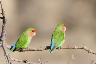 Rosy-faced Lovebird (Agapornis roseicollis), Namibia