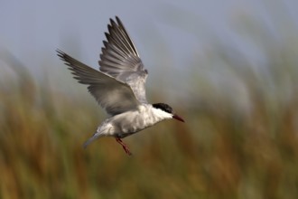 Whiskered Tern (Chlidonias hybrida) flying, Andalusia, Spain