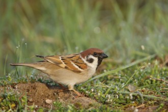Eurasian Tree Sparrow (Passer montanus), Baden-Wuerttemberg, Germany