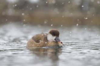 Red-crested Pochard (Netta rufina) female, Bavaria, Germany