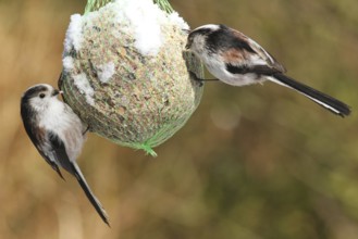 Long-tailed Tit (Aegithalos caudatus), Lower Saxony, Germany
