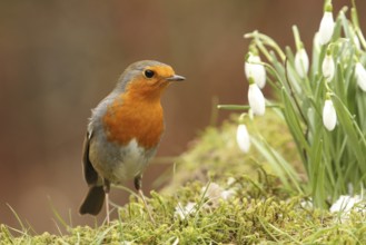 European Robin (Erithacus rubecula), Lower Saxony, Germany