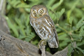 Elf Owl Micrathene whitneyi Tucson, ARIZONA, United States 17 May Adult Strigidae