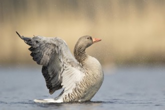 Grauwe gans laat zijn vleugels zien, Greylag Goose opens his wings