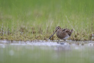 Common Snipe (Gallinago gallinago) foraging, North Rhine-Westphalia, Germany
