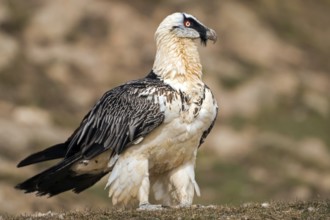 Bearded Vulture (Gypaetus barbatus), Catalonia, Spain