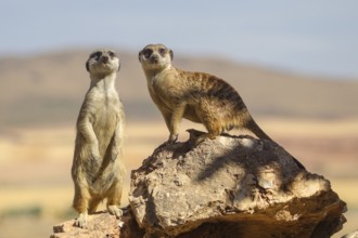 Meerkat (Suricata suricatta) two stand watch on rock, Castile-La Mancha, Spain