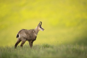 Chamois (Rupicapra rupicapra) adult standing in alpine meadow, France