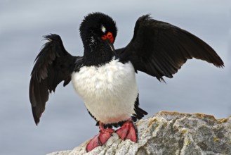 Rock Shag, Phalacrocorax magellanicus. Black and white cormorant Rock Shag with red bill. Sea bird