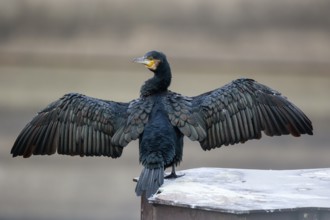 Great Cormorant (Phalacrocorax carbo) drying its wings, North Rhine-Westphalia, Germany