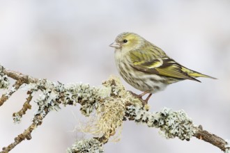 Eurasian Siskin (Spinus spinus) female, St. Gallen, Switzerland