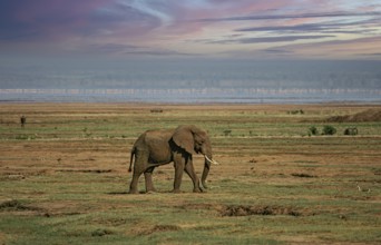 African elephant (Loxodonta africana) lonely elephant bull in savanna, Serengeti National Park;