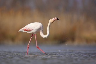 Greater Flamingo, Phoenicopterus ruber, beautiful pink big bird in dark blue water, with evening
