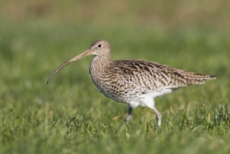 Eurasian Curlew (Numenius arquata), Thurgovia, Switzerland