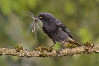 Black Redstart (Phoenicurus ochruros) male with dragonfly prey in beak to feed chicks, Bavaria,