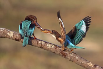White-throated Kingfisher (Halcyon smyrnensis) feeding juvenile, Malaysia
