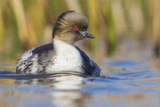 Silvery Grebe (Podiceps occipitalis) swimming on a small pond in the Falkland Islands