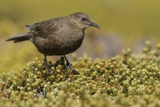 Blackish (Tussock Bird) Cincloides (Cinclodes antarcticus) on the ground in the Falkland Islands
