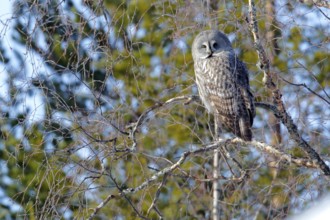 Great Grey Owl (Strix nebulosa) female, Kuusamo, Finland