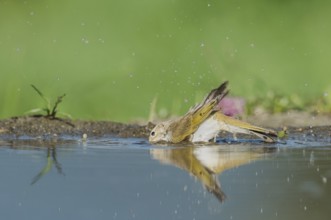 Western Bonelli's Warbler (Phylloscopus bonelli) bathing in a waterhole, Aostatal, Italia