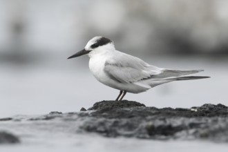 Little Tern (Sternula albifrons), Victoria, Australia