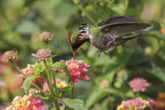 Frilled Coquette (Lophornis magnificus) flying and feeding at a flower in the Atlantic rainforest