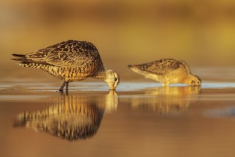 Hudsonian Godwit (Limosa haemastica) in a pond in the tundra near Churchill, Manitoba, Canada