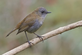 Black-billed Nightingale Thrush (Catharus gracilirostris) perched on a branch in Costa Rica