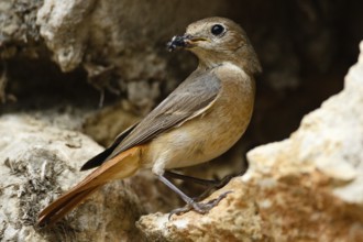 Common Redstart (Phoenicurus phoenicurus) female with feed in beak, Asturias, Spain